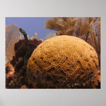 Coral Scene Poster