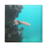 Coral Shelf Magnets