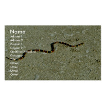 Coral Snake Business Card