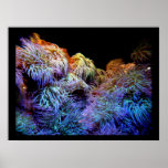 Coral The Sea of Underwater Wildlife Posters posters