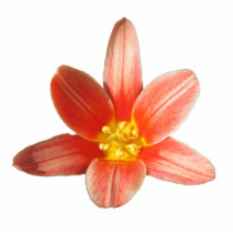 Coral Tulip ~ acrylic Acrylic Cut Outs