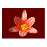 Coral Tulip ~ ATC Business Card