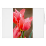 Coral Tulip Card