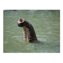 Corbett National Park, Uttaranchal, India Post Card