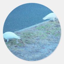 Corellas blanc sur le bord de la route autocollant
