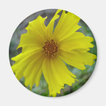 Coreopsis bloom fridge magnet