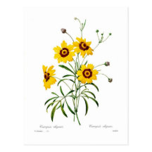 Coreopsis elegans post cards