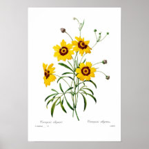 Coreopsis elegans poster