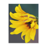 Coreopsis flower and its meaning post card