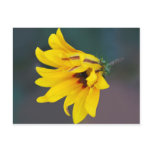 Coreopsis flower and its meaning post card