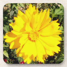 Coreopsis Flower Coaster Set
