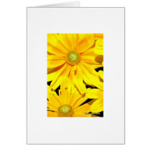 Coreopsis Greeting Cards