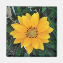 coreopsis magnets