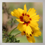 Coreopsis Photo Print