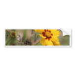 Coreopsis Photos Bumper Sticker