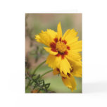 Coreopsis Photos Greeting Card