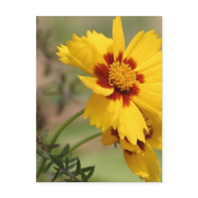 Coreopsis Photos Postcard by PerennialGardens