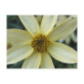 Coreopsis Postcard