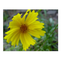 Coreopsis Postcard