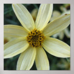 Coreopsis Poster