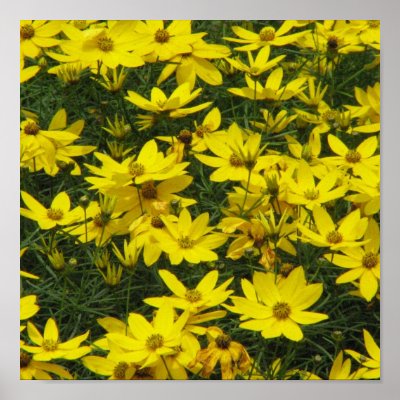 Coreopsis Print by PerennialGardens