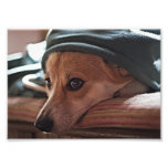 Corgi005L Photos Sur Toile