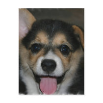 Corgi Dog Postcard