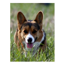 Corgi Dog Postcards