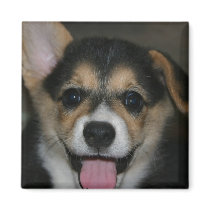 Corgi Dog Square Magnet