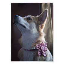 Corgi doux photographies