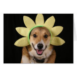 corgi flower card