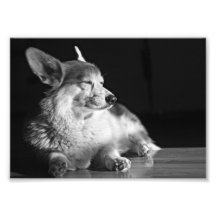 Corgi in the sunlight photo art