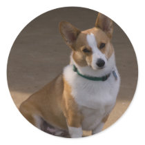 Corgi Portrait Sticker