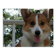 Corgi Puppy Dog Postcard
