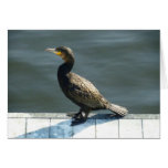 Cormorant Card