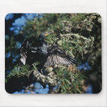 Cormorant,double-crested Mousepads