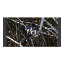 Cormorant in Mangroves Mexico Picture Card