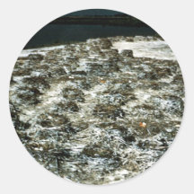 Cormorant Nest Sticker
