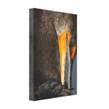 Cormorant up Close Stretched Canvas Prints