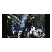 Cormorant Wings San Blas Mangroves Personalized Photo Card