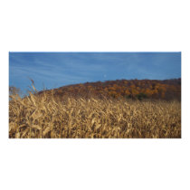 Corn and Blue Sky moon Photo Card Template