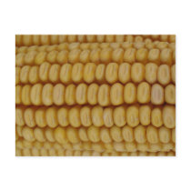 Corn Cob Close Up Postcards