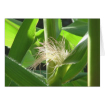 "Corn feathers" cards