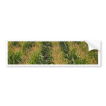 Corn field bumper sticker