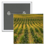 Corn field Button