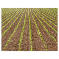Corn field full color flyer