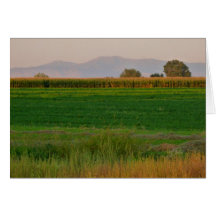Corn Field Greeting Cards