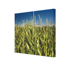 Corn Field Nature Canvas from Original Photo Stretched Canvas Print