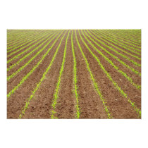 Corn field photo art