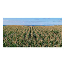 Corn field custom photo card